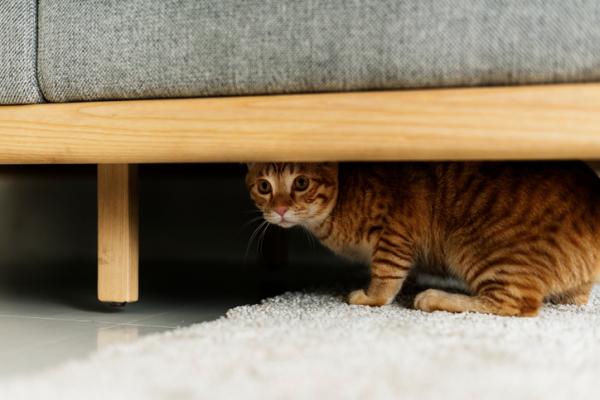 10 ting katter frykter mest - 4. Ukjente mennesker