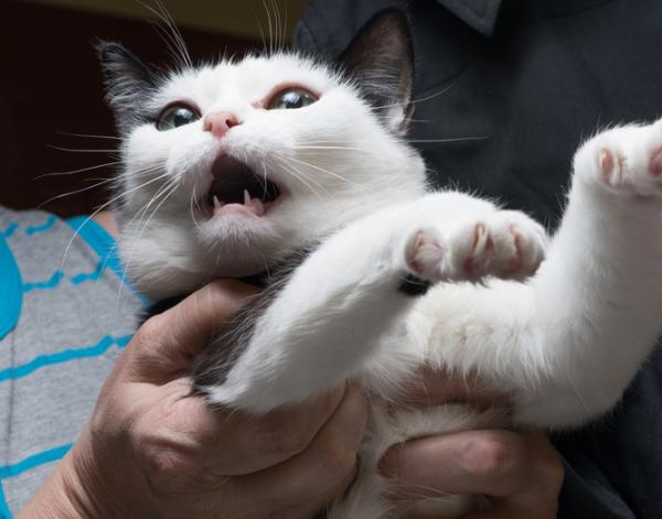 10 ting katter frykter mest - 3. Holder dem tilbake med makt