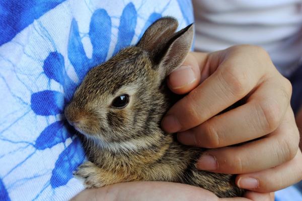 Ringorm hos kaniner - Smitte og behandling - Hva er ringorm