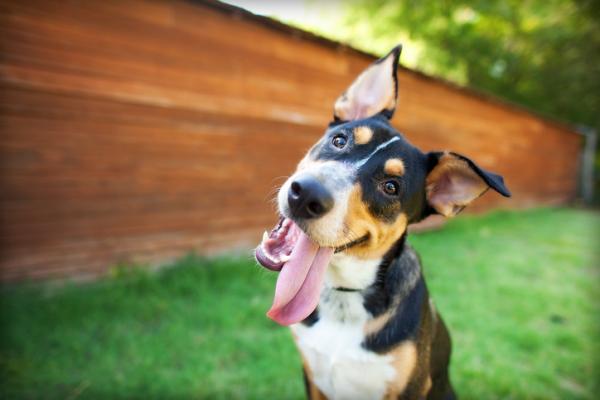 Lilla tungen hos hunder - Symptomer og årsaker - Fargeendring i tungen til hunder