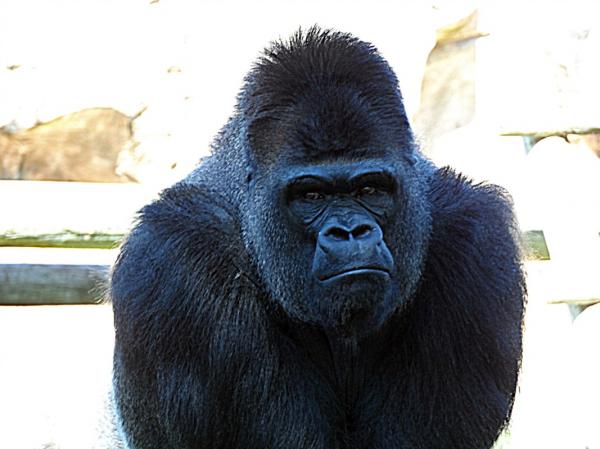 Styrken til gorillaer 💪🐵 - Aggressiviteten til en gorilla