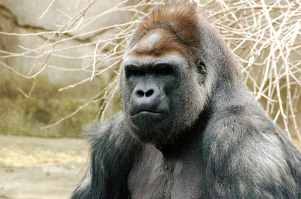 Gorilla Strength 💪🐵 - Styrken til en voksen gorilla