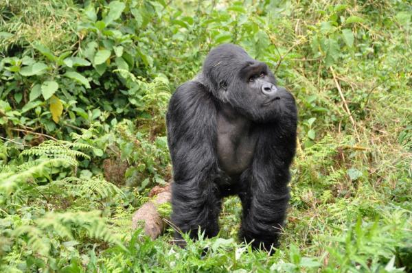 Styrken til gorillaer 💪🐵 - Kuriositeter av styrken til en gorilla