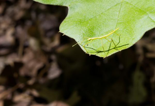 Stick insekter - Typer, egenskaper, reproduksjon og habitat - Hvor bor stick insekter?