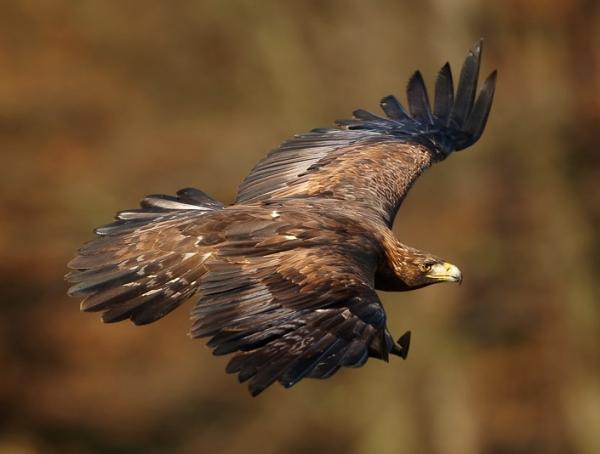 Daglige rovfugler - Eksempler og egenskaper - 2. Golden Eagle (Aquila chrysaetos)