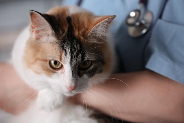 Lymfom hos katter - årsaker, symptomer og behandling - Behandling av lymfom hos katter