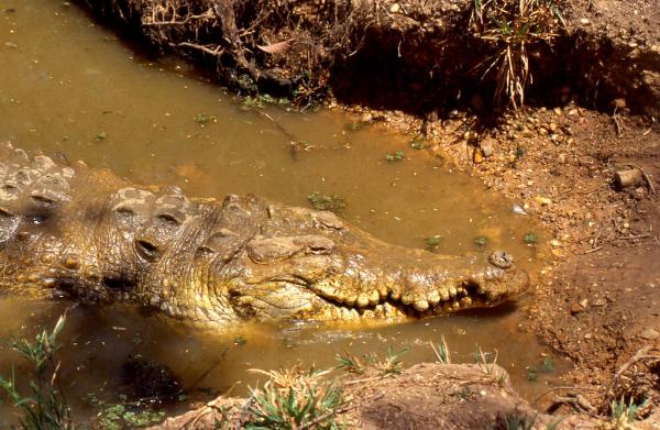 Dyr i Colombia - 1. Orinoco Crocodile