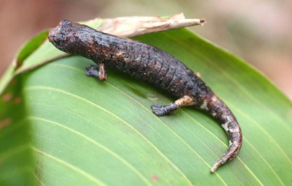 Dyr i Colombia - 7. foreldreløs salamander