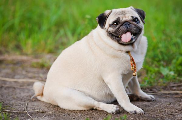 Lipoma hos hunder - symptomer, diagnose og behandling - årsaker til lipoma hos hunder
