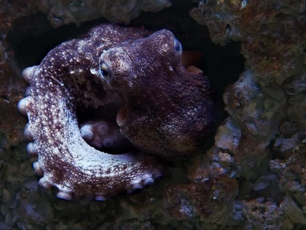 Typer bløtdyr - Kjennetegn og eksempler - 8. Felles blekksprut eller stein blekksprut (Octopus vulgaris)