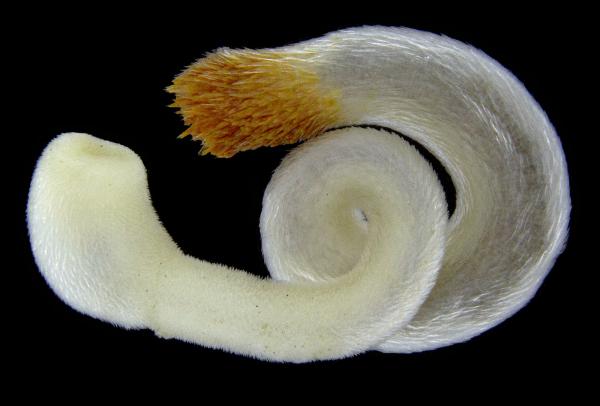 Typer bløtdyr - Egenskaper og eksempler - 1. Chaetoderma elegans