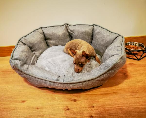 8 rare ting hunder gjør - hunden min går i sirkler før han legger seg på sengen sin