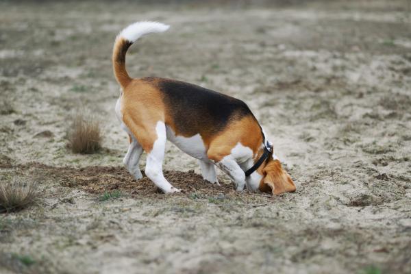 8 rare ting hunder gjør - Hunden min begraver gjenstander 