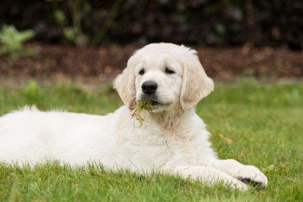 8 rare ting hunder gjør - hunden min spiser gress 