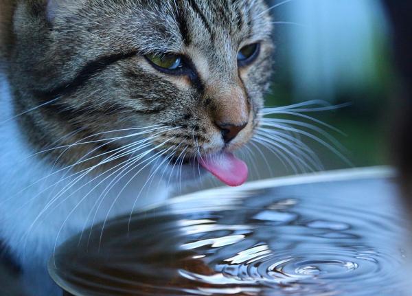 Hvorfor har katter en grov tunge?  - Hva er bruk av tungen til katter?
