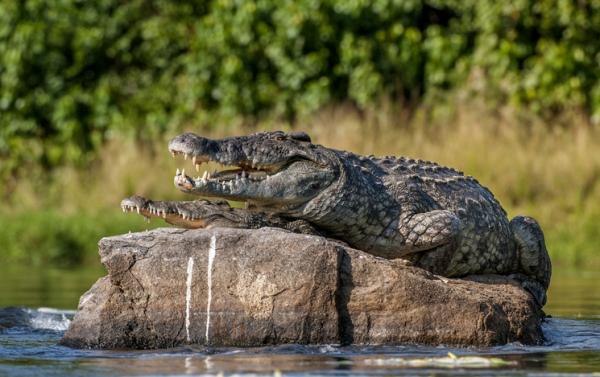 Krokodilleinkubasjon - Miljø og varighet - Hvordan reproduserer krokodillen?