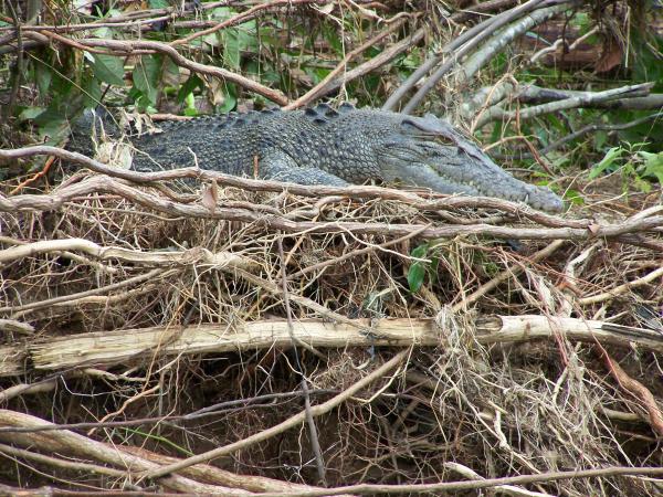 Krokodilleinkubasjon - Miljø og varighet - Hvor legger krokodiller eggene sine?