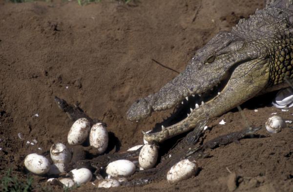 Krokodilleinkubasjon - Miljø og varighet - Krokodillefødsel