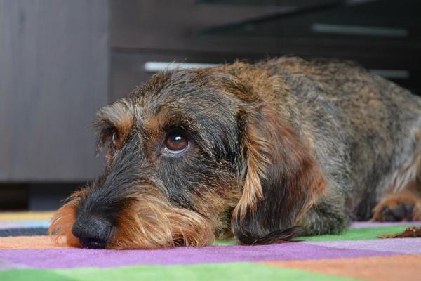 Korsryggsmerter hos hunder - Diagnose og behandling - Årsaker til ryggsmerter hos hunder