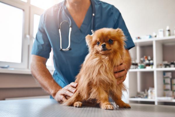 Korsryggsmerter hos hunder - Diagnose og behandling - Behandling av korsryggsmerter hos hunder