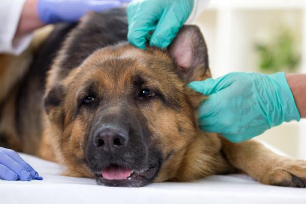 Lupus hos hunder - årsaker, symptomer og behandling - Forventet levetid for en hund med Lupus