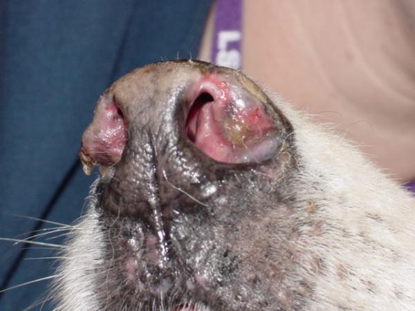 Lupus hos hunder - årsaker, symptomer og behandling - Hva er lupus?