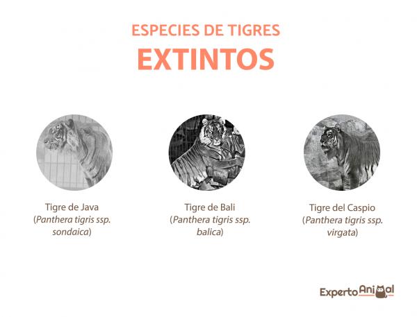 Typer av tigre - utdødde tigerarter
