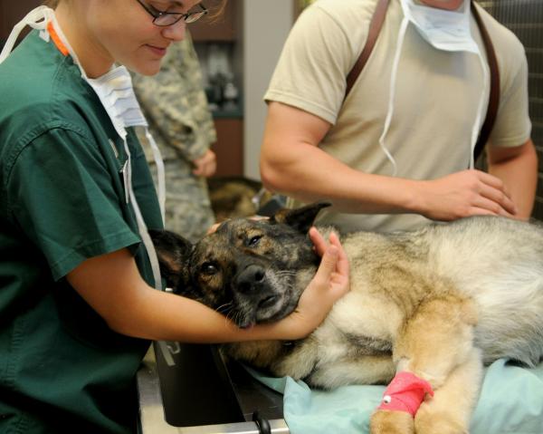 Hofteforskyvning hos hunder - Symptomer og behandling - Behandling av hofteforskyvning hos hunder