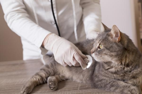 Mastocytom hos katter - Symptomer, behandling og prognose - Diagnose av mastocytom hos katter