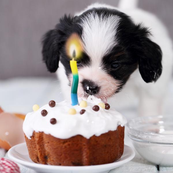 Hvordan organisere en bursdagsfest for hunden din - Mat og bursdagskake