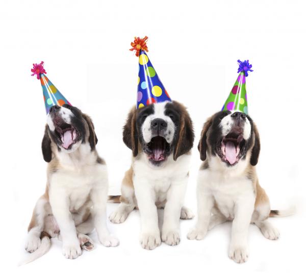 Hvordan organisere en bursdagsfest for hunden din - Forbered og dekorer det valgte stedet 