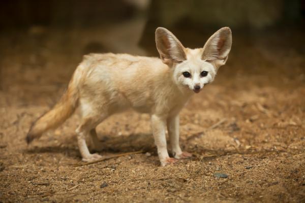Tyv av rev - Navn og bilder - Desert fox (Vulpes zerda)