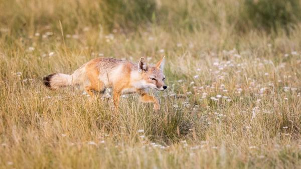 Revetyper - Navn og bilder - Swift fox (Vulpes velox)