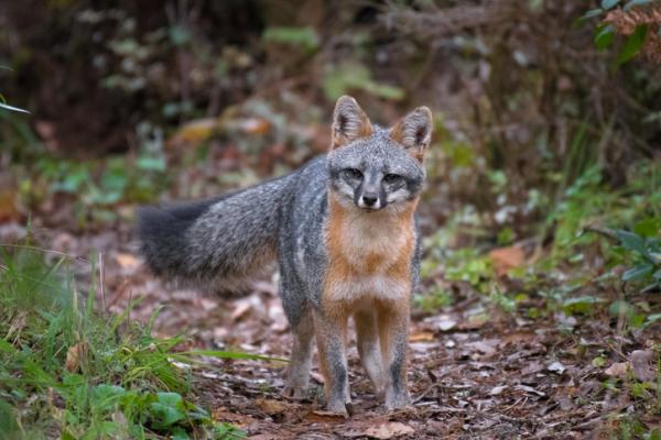 Revetyper - Navn og fotografier - Grey Fox (Urocyon cinereoargenteus)