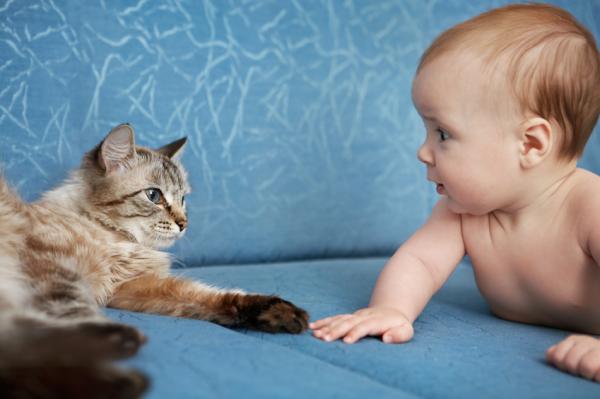Sameksistens mellom katter og babyer - Hvordan venne en katt til en baby?