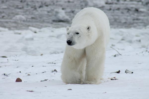 Hvordan isbjørnen overlever kulden - Teorier om hvordan isbjørnen overlever kulden takket være pelsen