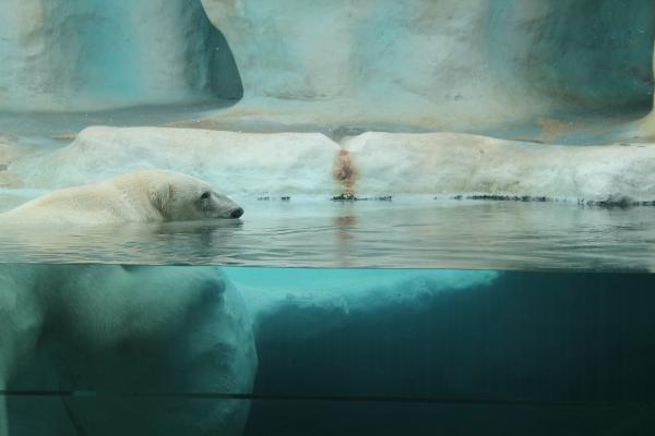 Hvordan isbjørnen overlever kulden - Isbjørnen