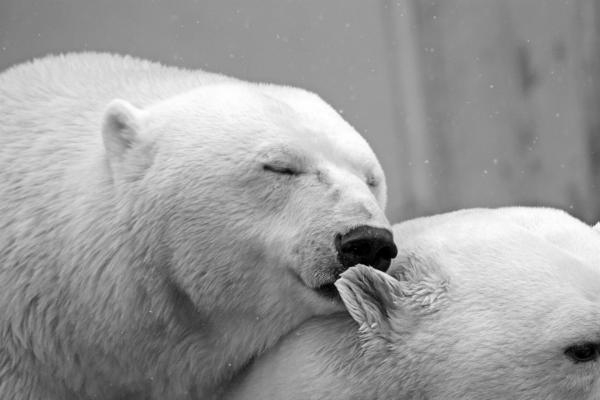 Hvordan isbjørnen overlever kulden - Hvordan isbjørnen overlever kulden