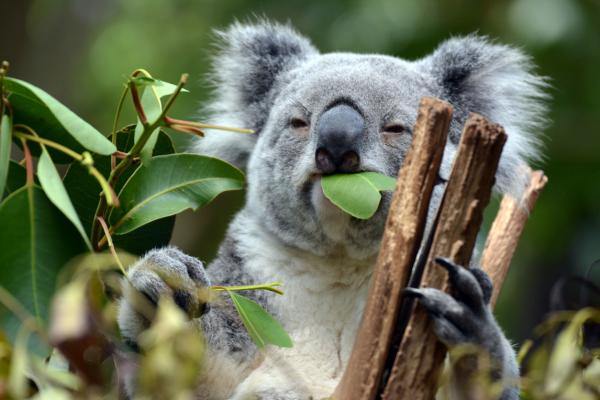 Dyr i Oseania - Koala