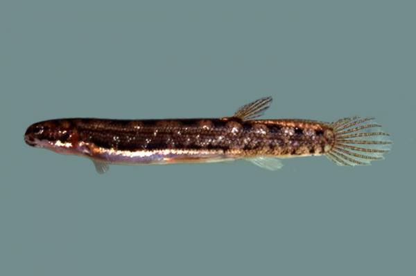 Dyr i Oseania - Salamanderfisk
