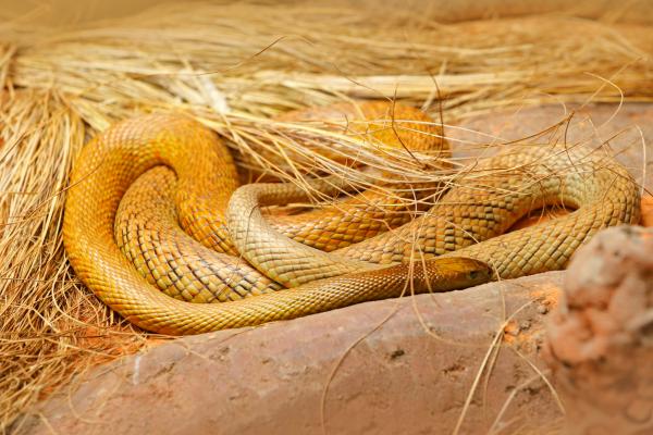 Dyr i Oseania - Taipan -slange eller grusomme slange