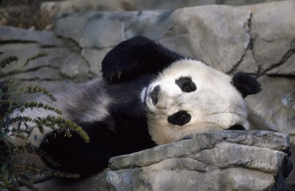 10 kuriositeter til pandabjørnen - 5. Dvaler pandaer?