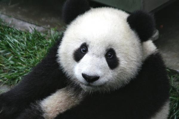 10 kuriositeter til pandabjørnen - 4. Ensomme dyr 