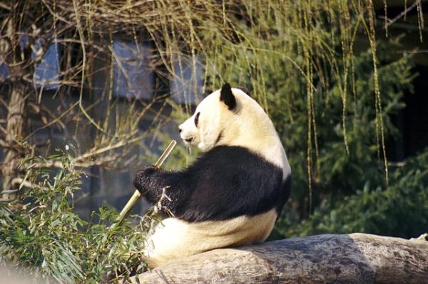 10 kuriositeter til pandabjørnen - 7. Respektfulle skapninger 
