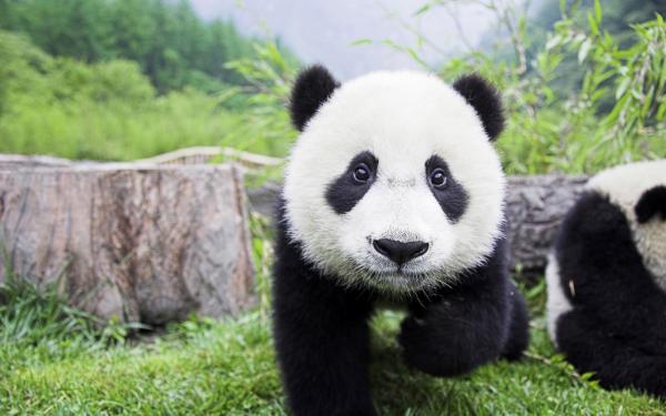 10 kuriositeter av pandabjørnen - 9. Fare for utryddelse
