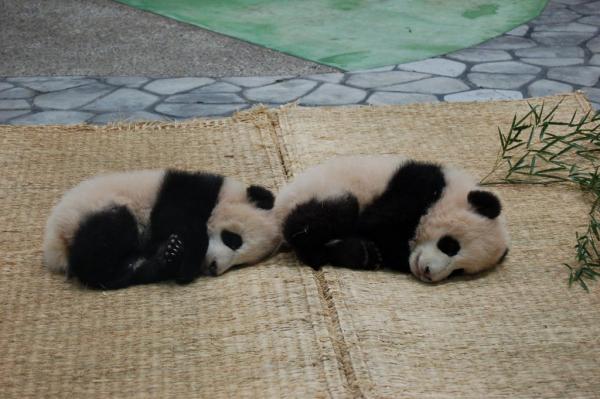 10 kuriositeter til pandabjørnen - 2. Blind og hvit 