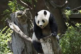 10 kuriositeter av pandabjørnen - 3. Pandaens hjem 