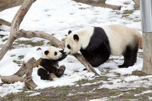 10 kuriositeter til pandabjørnen - 6. De har få avkom 