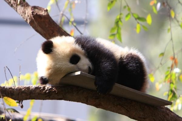 10 kuriositeter til pandabjørnen - 8. Fra minimal til massiv