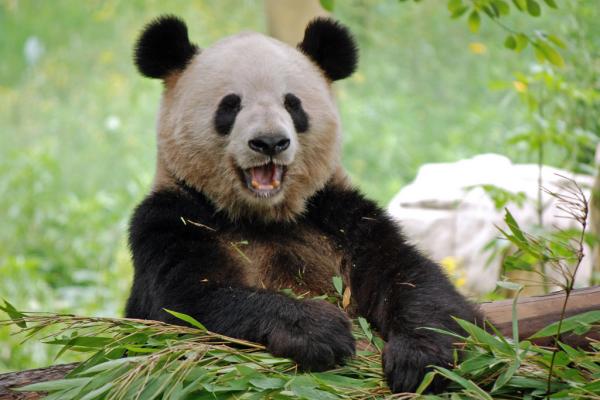 10 kuriositeter til pandabjørnen - 10. Tallene til pandabjørnen